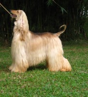 /album/absorba-s-mr-bojangles/expo-resende-rj-30-05-09-024-jpg/